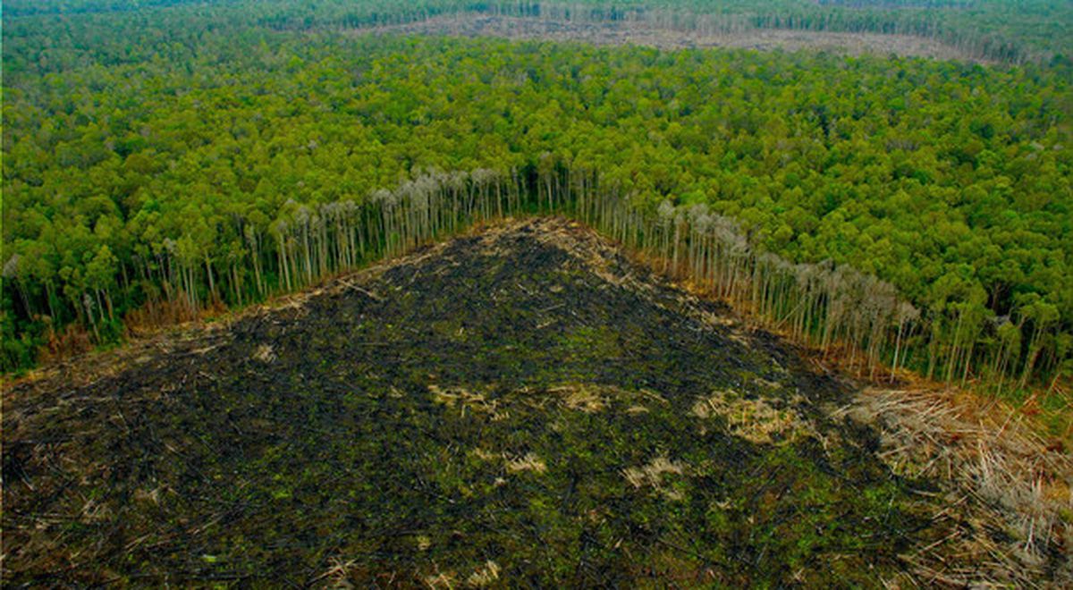 NWF- La revolución de la cero deforestación